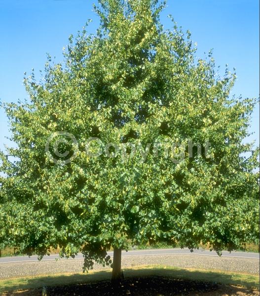 Yellow blooms; Deciduous; Broadleaf