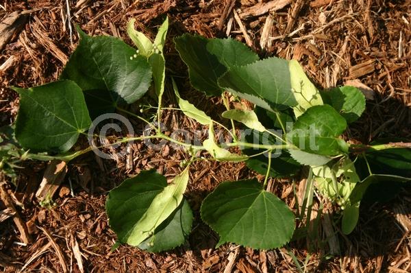 Yellow blooms; Deciduous; Broadleaf