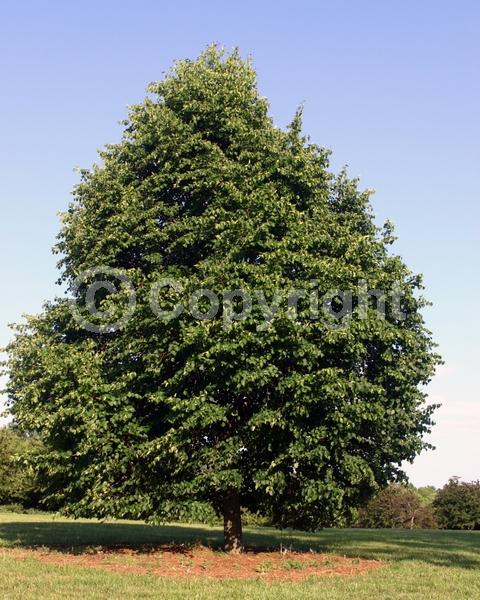 Yellow blooms; Deciduous; Broadleaf