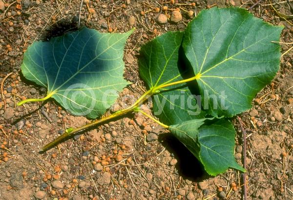 Yellow blooms; Deciduous; Broadleaf