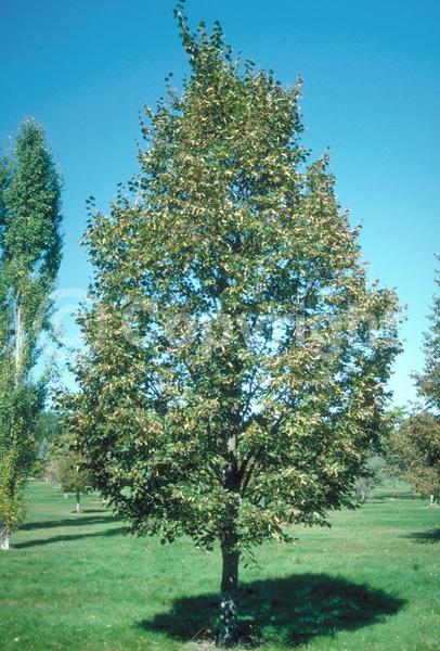 Yellow blooms; Deciduous; Broadleaf