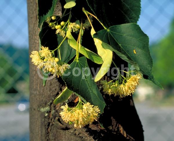Yellow blooms; Deciduous; Broadleaf