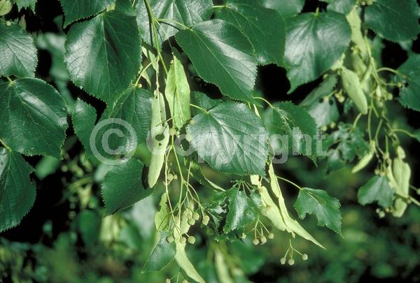 Yellow blooms; Deciduous; Broadleaf