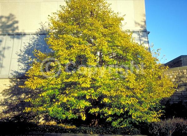 Yellow blooms; Deciduous; Broadleaf