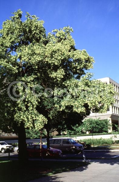 Yellow blooms; Deciduous; Broadleaf