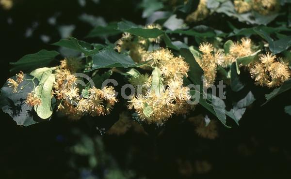 Yellow blooms; Deciduous; Broadleaf