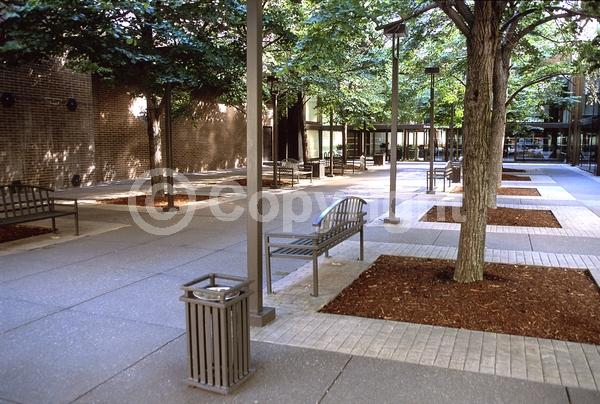 Yellow blooms; Deciduous; Broadleaf