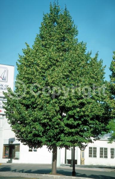 Yellow blooms; Deciduous; Broadleaf