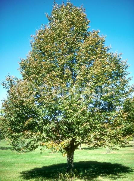 Yellow blooms; Deciduous; Broadleaf
