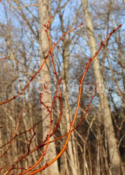 White blooms; Deciduous