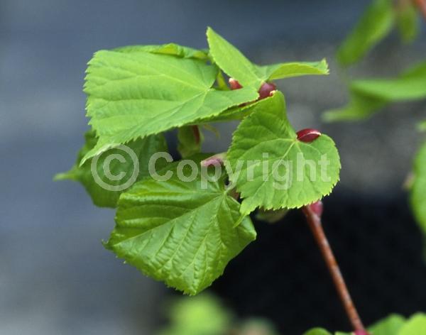 White blooms; Deciduous