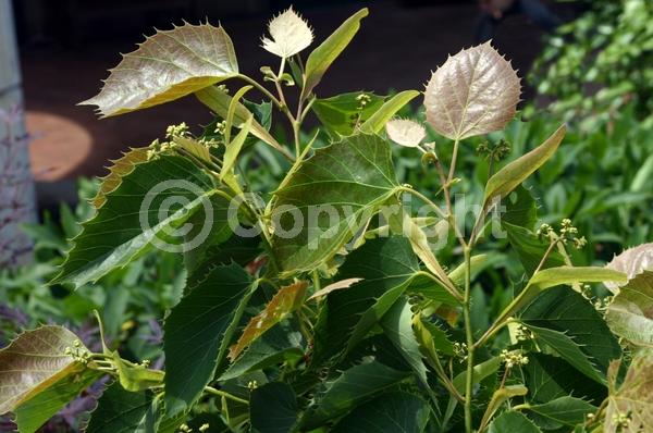 White blooms; Deciduous; Broadleaf