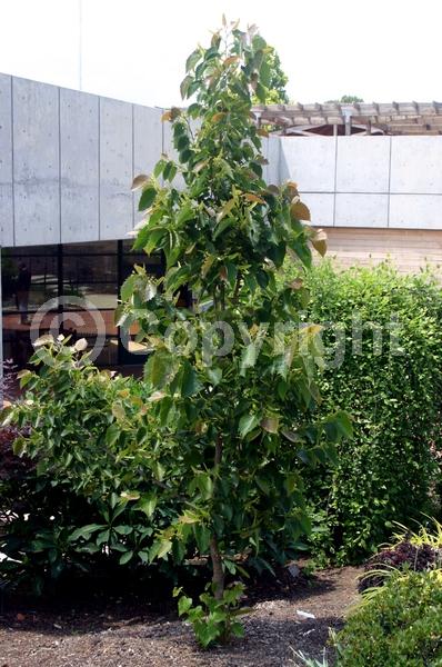 White blooms; Deciduous; Broadleaf