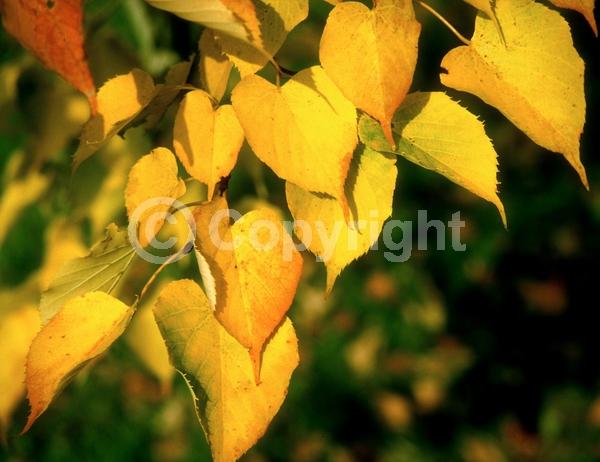 Yellow blooms; Deciduous; Broadleaf