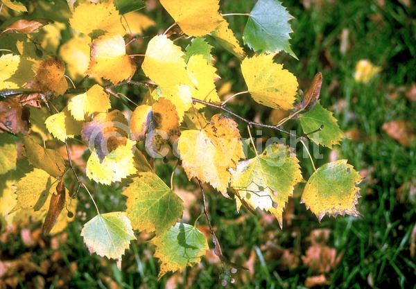 Yellow blooms; Deciduous; Broadleaf