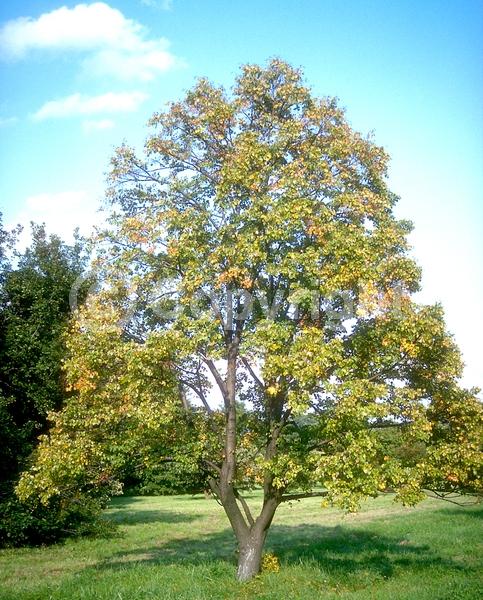 Yellow blooms; Deciduous; Broadleaf