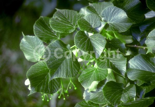 Yellow blooms; Deciduous; Broadleaf