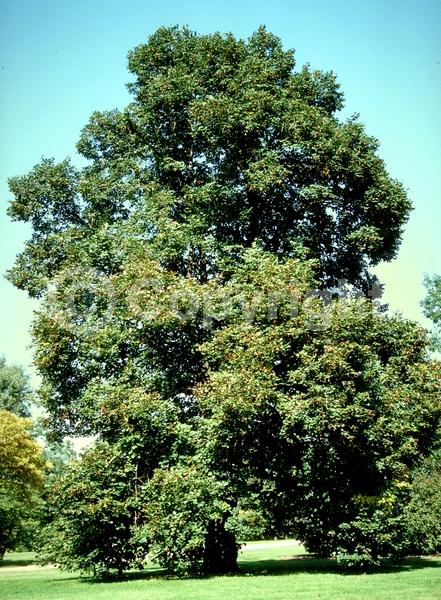 Yellow blooms; Deciduous; Broadleaf