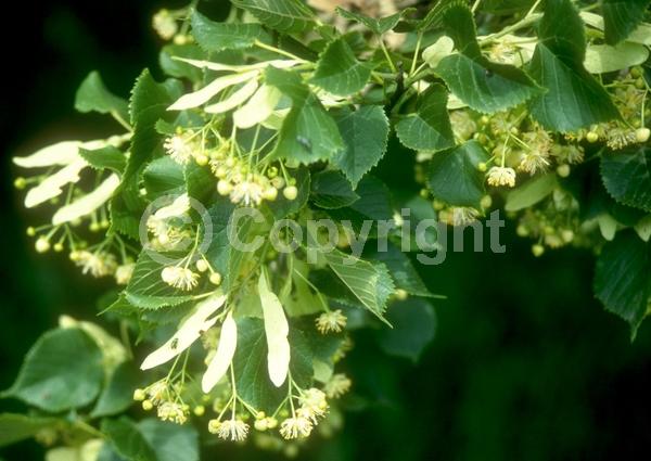 Yellow blooms; Deciduous; Broadleaf
