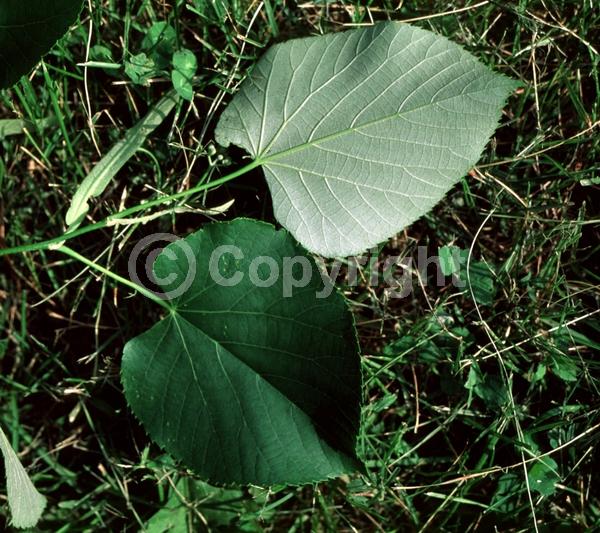 Yellow blooms; Deciduous; Broadleaf