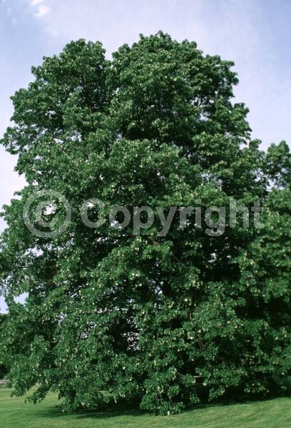 Yellow blooms; Deciduous; Broadleaf