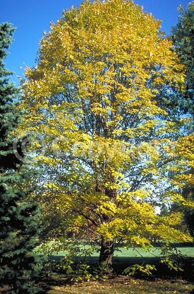 Yellow blooms; Deciduous; Broadleaf