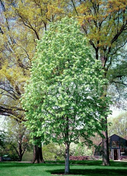 Yellow blooms; Deciduous; Broadleaf