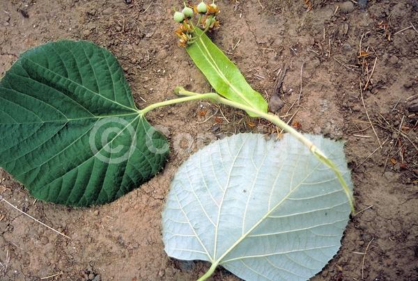 Yellow blooms; Deciduous; Broadleaf