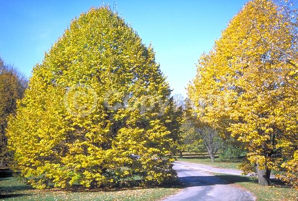 Yellow blooms; Deciduous; Broadleaf