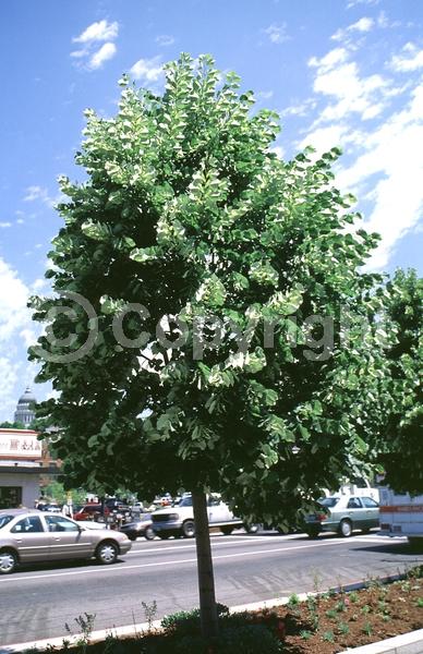 Yellow blooms; Deciduous; Broadleaf