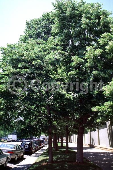 Yellow blooms; Deciduous; Broadleaf