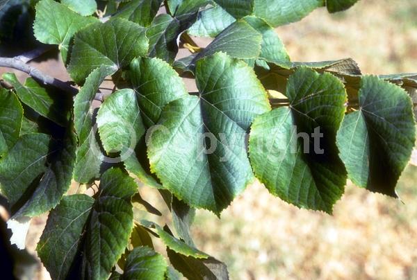 Yellow blooms; Deciduous; Broadleaf