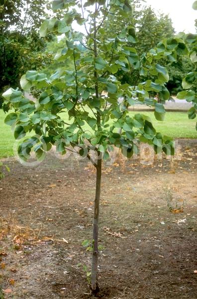 Yellow blooms; Deciduous; Broadleaf