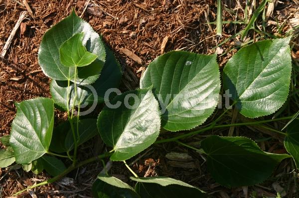 Yellow blooms; Deciduous; Broadleaf