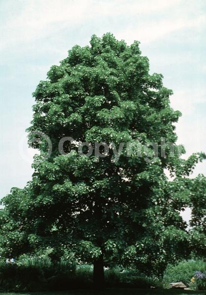 Yellow blooms; Deciduous; Broadleaf