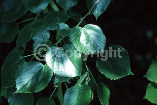 Yellow blooms; Deciduous; Broadleaf