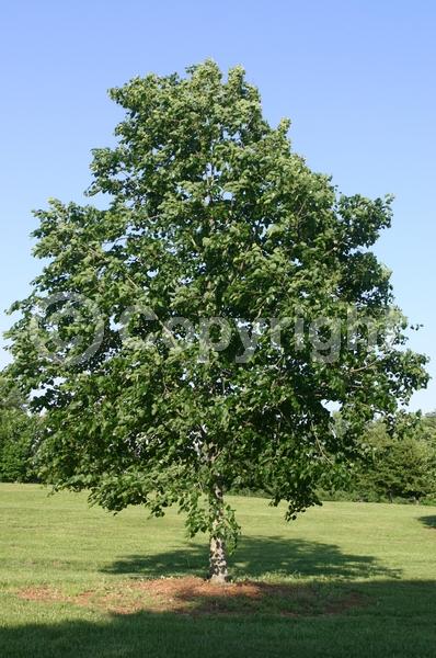 Yellow blooms; Deciduous; Broadleaf