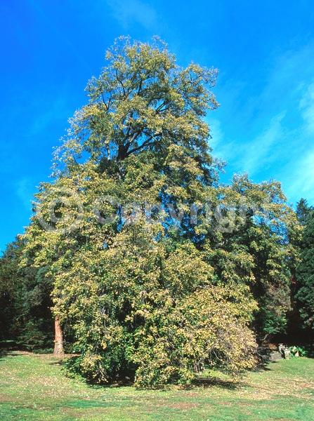 Yellow blooms; Deciduous; Broadleaf