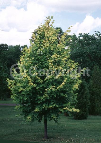 Yellow blooms; Deciduous; Broadleaf