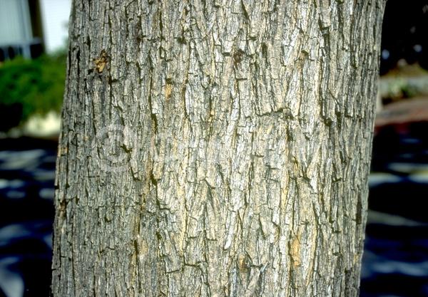 Yellow blooms; Semi-evergreen