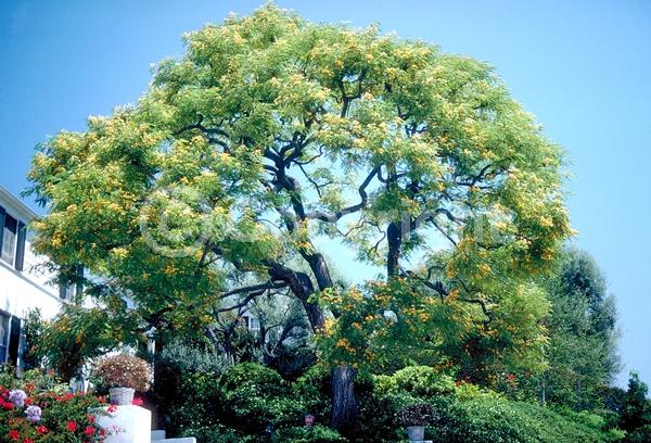 Yellow blooms; Semi-evergreen
