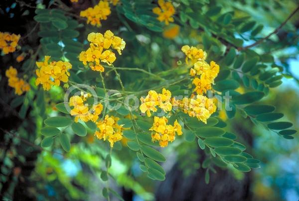 Yellow blooms; Semi-evergreen