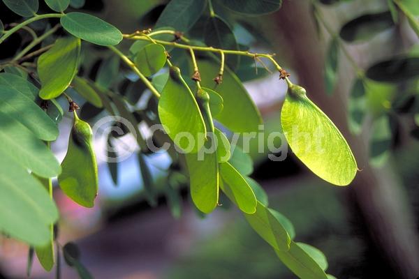Yellow blooms; Semi-evergreen