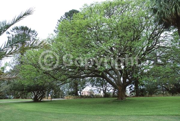 Yellow blooms; Semi-evergreen