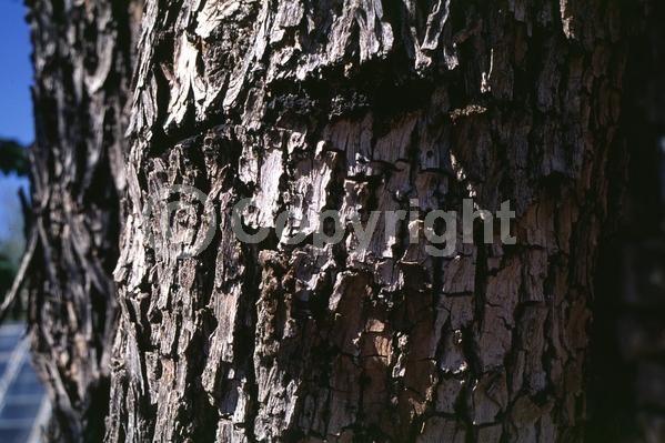 Yellow blooms; Semi-evergreen
