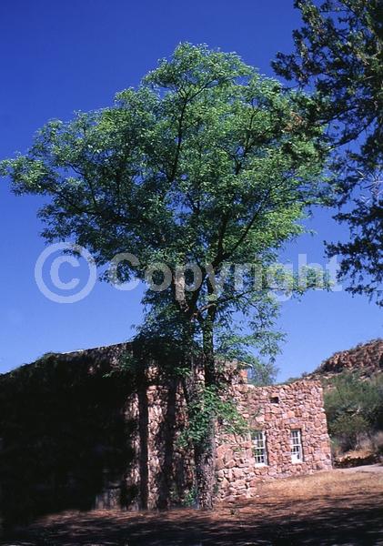 Yellow blooms; Semi-evergreen