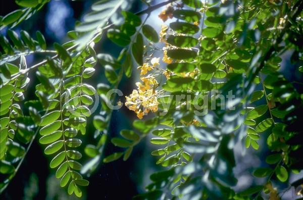 Yellow blooms; Semi-evergreen