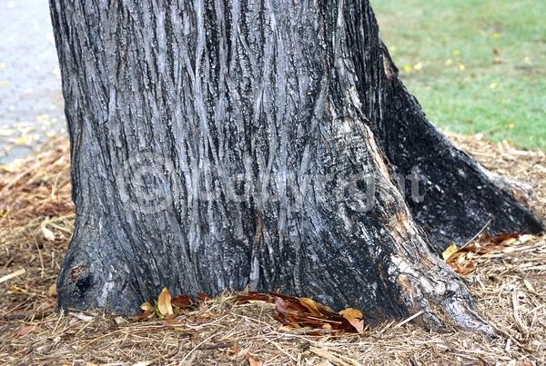 White blooms; Deciduous