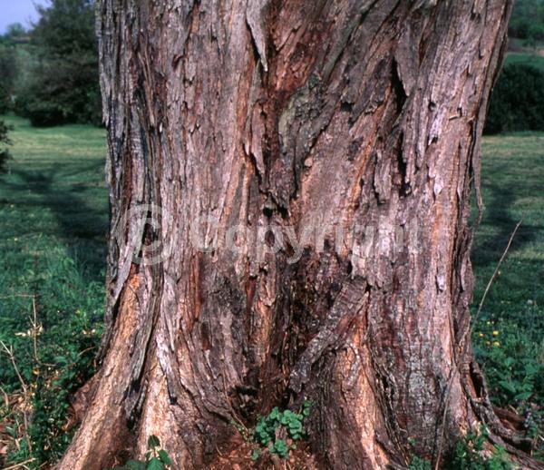 White blooms; Deciduous