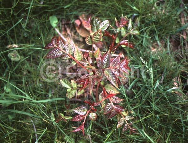 White blooms; Deciduous